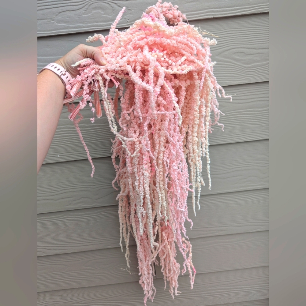Bleached and Dyed Pink Amaranthus